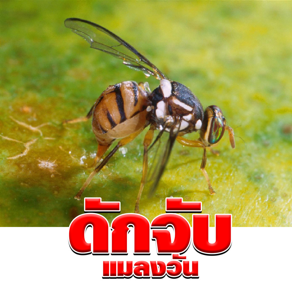 สารล่อแมลงวันทอง เมทิลยูจินอล 120cc. ยี่ห้อ โบตั๋น  ล่อแมลงวันทอง น้ำหอมล่อแมลงวันทอง ตัวล่อแมลงวันทอง สารล่อแมลงวัน - รูปที่ 6