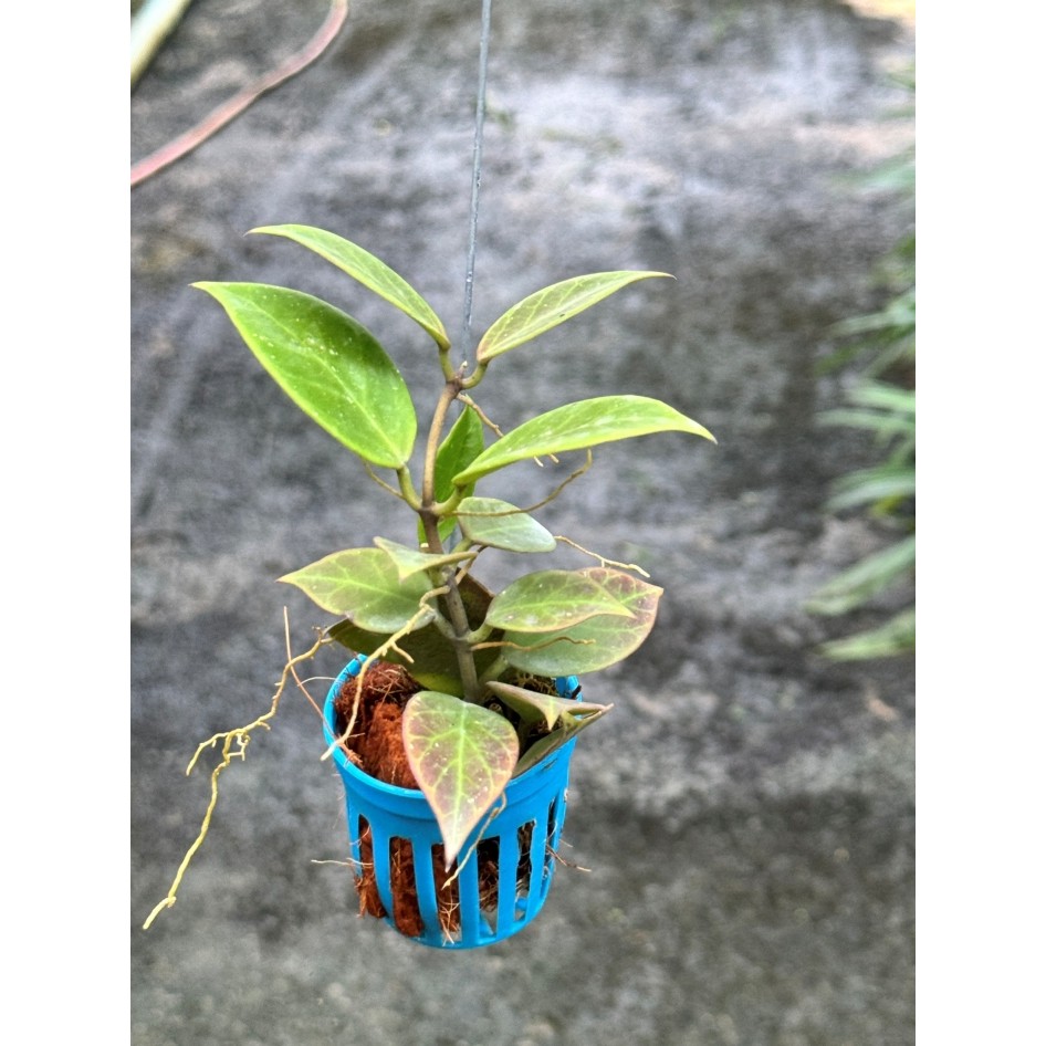 มุมมอง 2