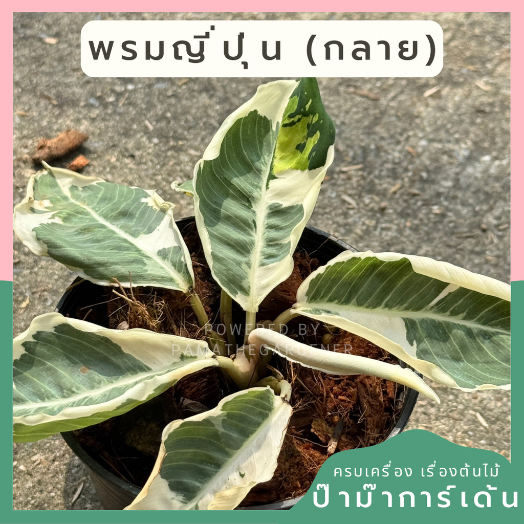 ร่มญี่ปุ่น ด่างขาว ขนาด 4 นิ้ว