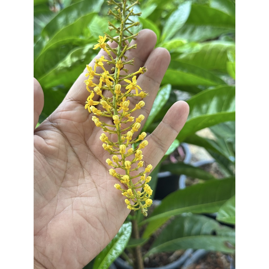 มุมมอง 4