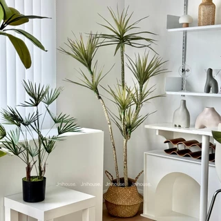 [พร้อมส่ง] Jnihouse : Dragon tree แถมตะกร้าสาน (Dracaena marginata)