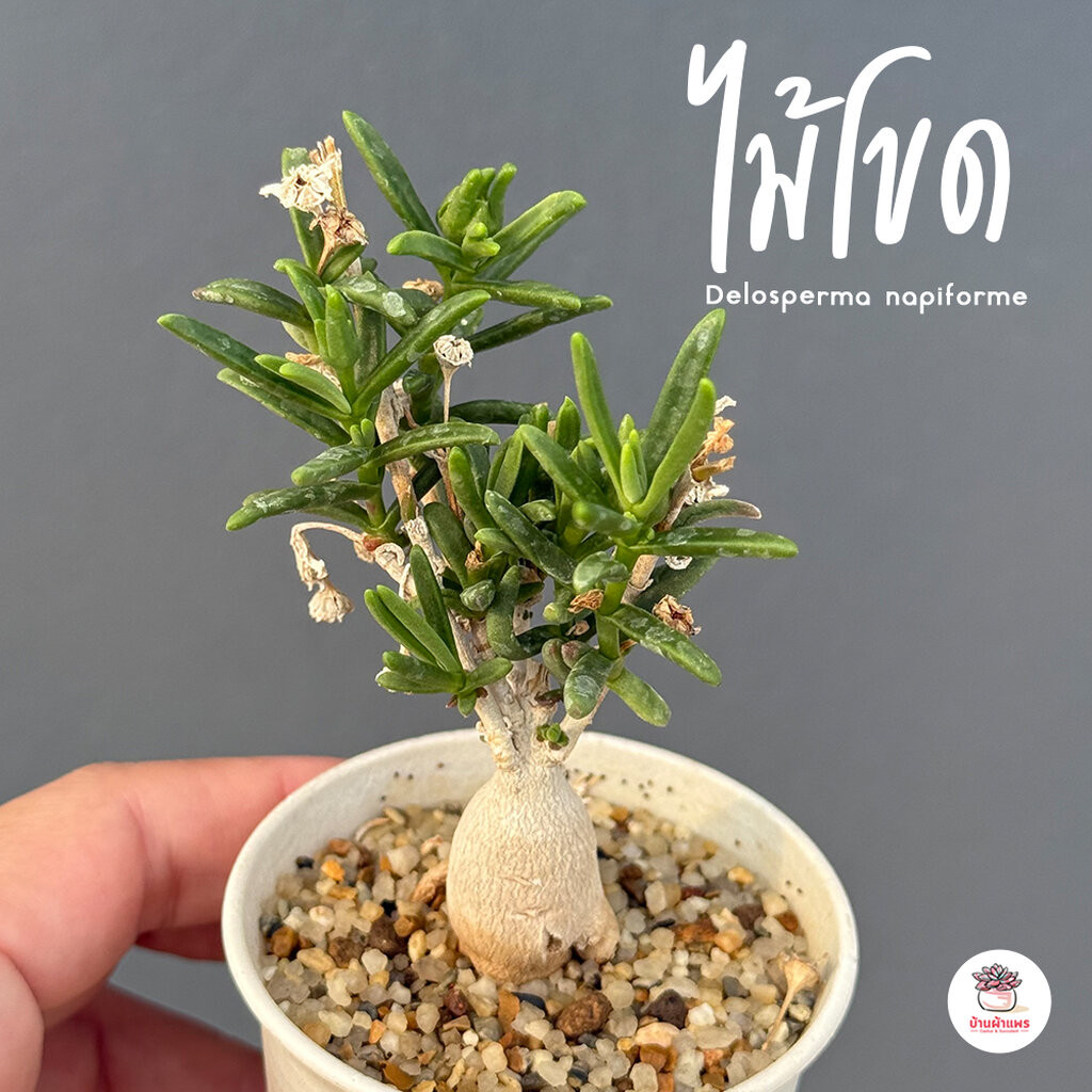 ไม้โขด Delosperma napiforme ไม้อวบน้ำ กุหลาบหิน cactus&succulentหลากหลายสายพันธุ์