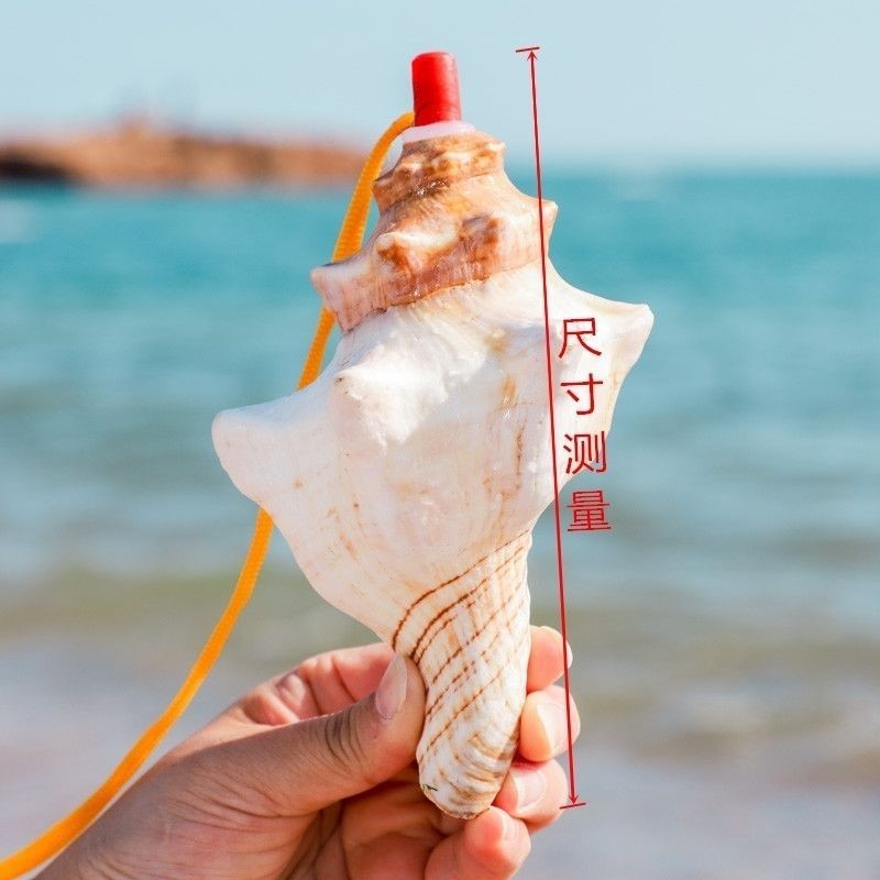 Conch Whistle Creative Conch Shell งานฝีมือ Conch Horn Blowing Whistle ขนาดเล็ก Conch ชิงเต่าของที่ร