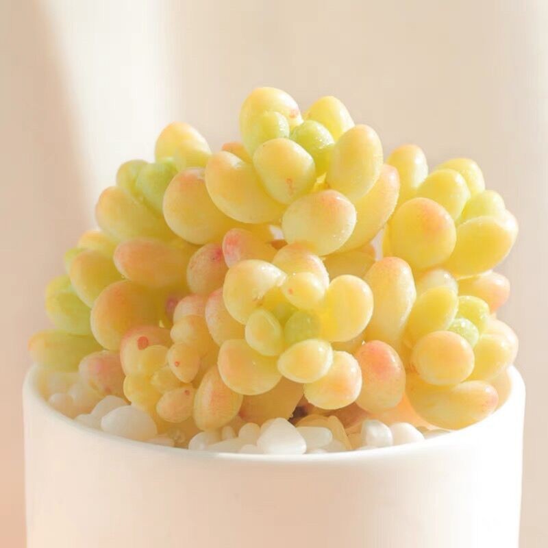 2.7,000 คนคอลเลกชัน Angels Tears Succulents Group Life Old Pile Succulent ระเบียงดอกไม้พืชสีเขียว Po