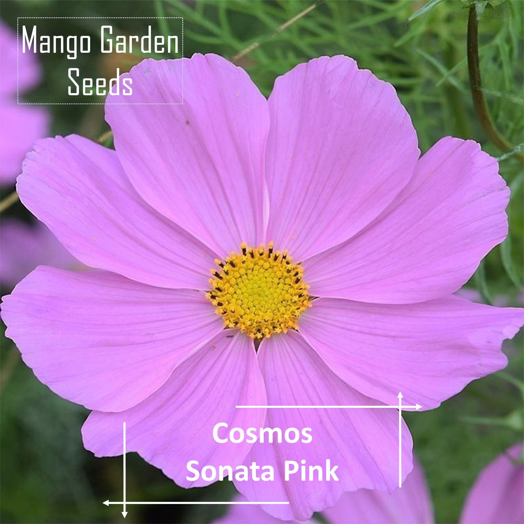 Pink Sonata Cosmos Flower Seeds - 100 เมล็ด *กระถางที่เป็นมิตร* ดอกไม้ขนาดใหญ่ Cosmos เมล็ดดอกไม้ขนา