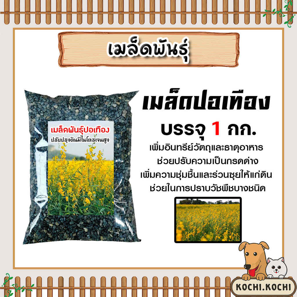 เมล็ดพันธุ์ปอเทือง บรรจุ 1กิโลกรัม เมล็ดปอเทือง เม็ดปอเทือง สายพันธ์ปอเทือง พันธุ์ปอเทือง เม็ดพันธุ์ปอเทือง ดอกปอเทือง