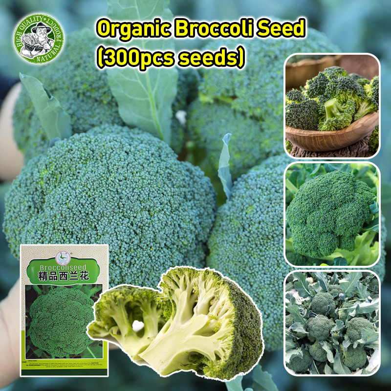 สินค้าดี มีคุณภาพ ปลูกได้ทั่วไทย เมล็ดบล็อคโคลี High Yield Broccoli Seeds Flowering Cabbage Seed Broccoli Vegetable Seed