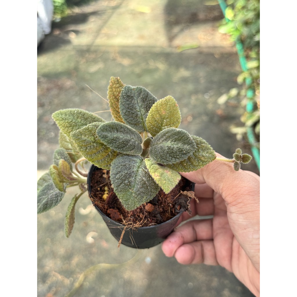 มุมมอง 6