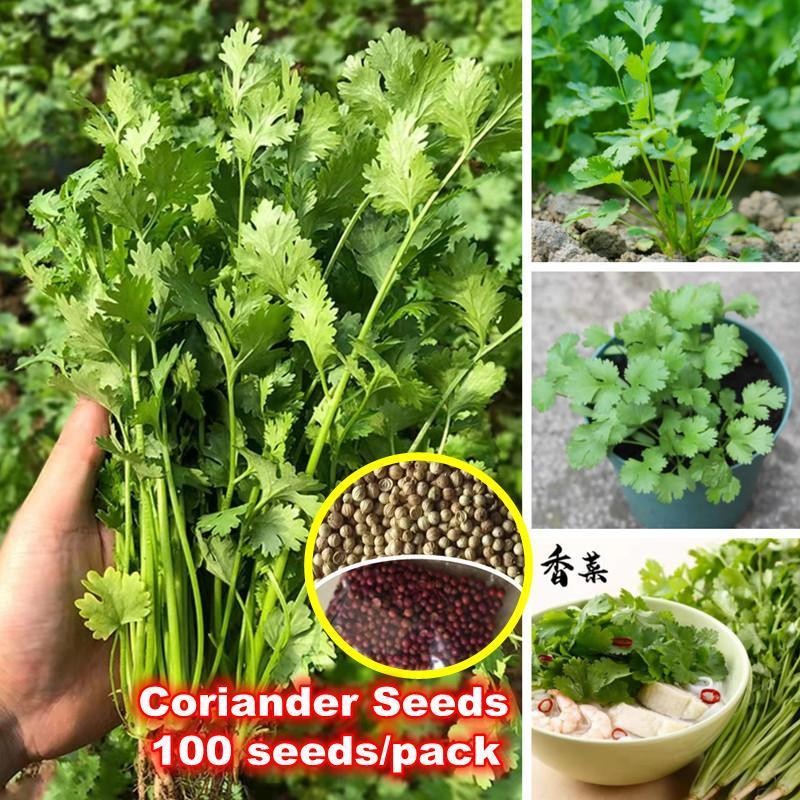 เมล็ดผักชี สายสมร Coriander Seeds100เมล็ด/ซอง เมล็ดพันธุ์ผักชี เมล็ดพันธุ์ ผักชี Flat Leaf Parsley Seeds Chinese Parsley