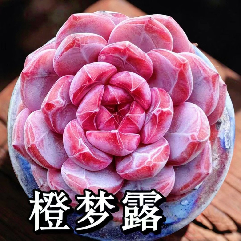 Shop Orange Monroe Succulent Blood Orange Star Shadow Orange Q สีส้มในร่มระเบียงสํานักงานกระถางต้นไม