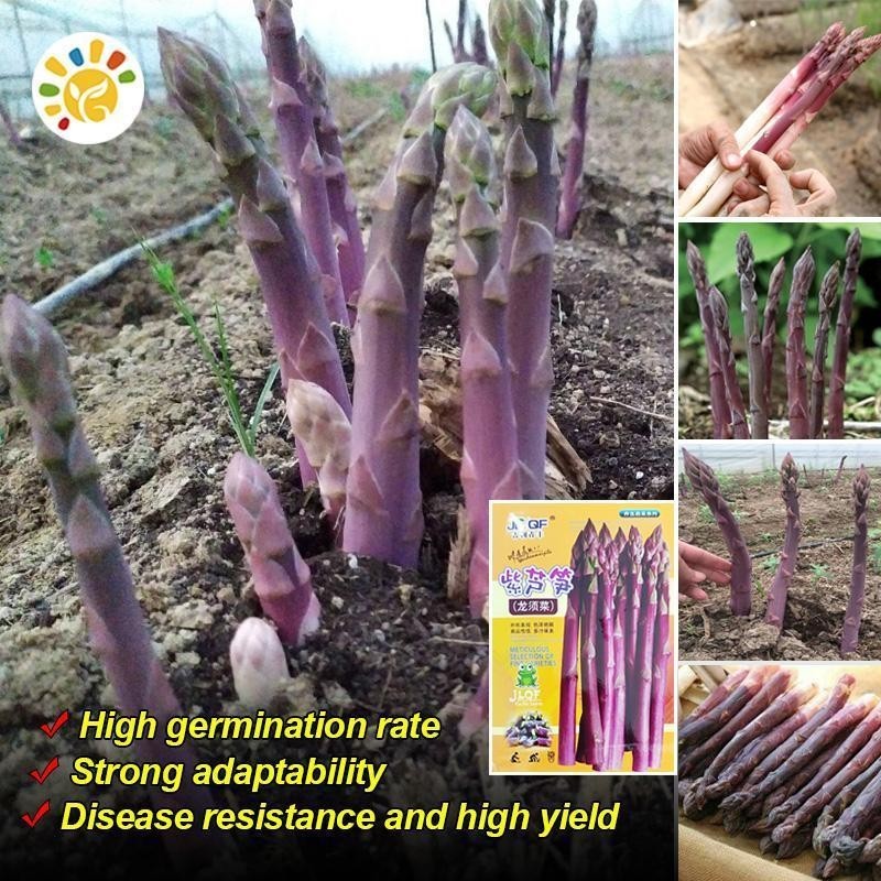Sweet Purple Asparagus Seed หน่อไม้ฝรั่งม่วง เมล็ดพันธุ์ 10เมล็ด/ซอง อัตรางอกสูง Heirloom Asparagus 