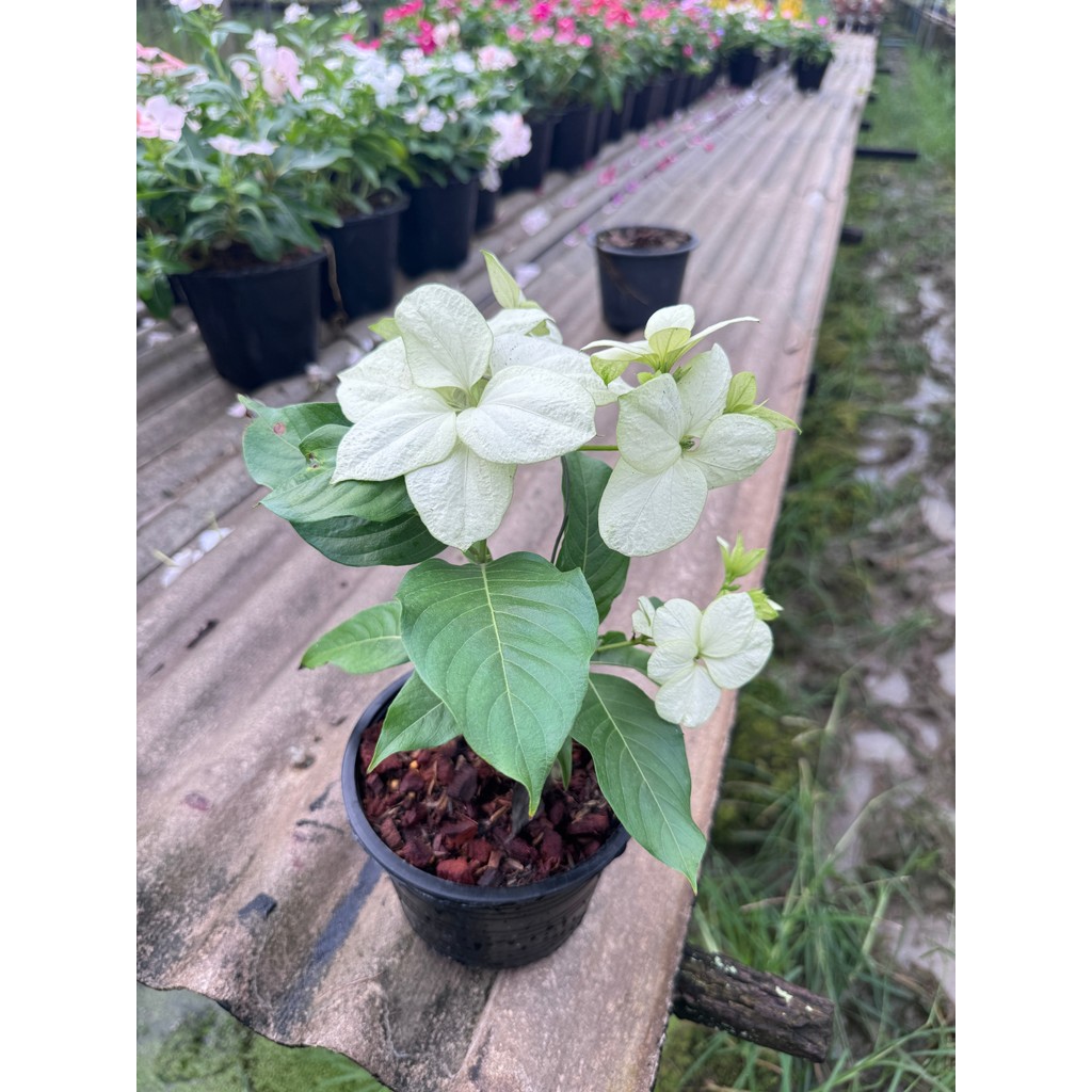 มุมมอง 5