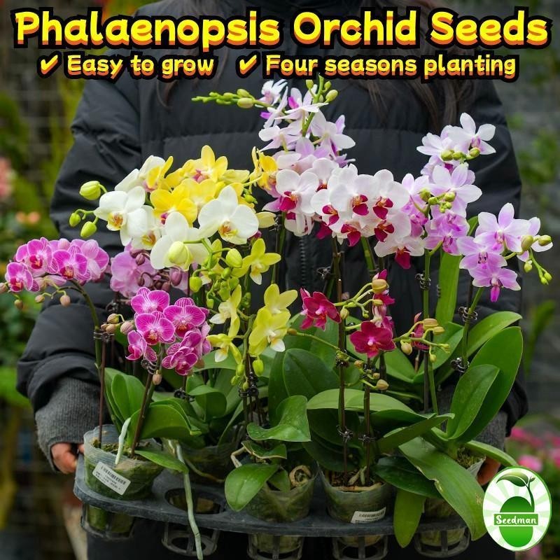 ฟาแลนนอปซิส เมล็ดดอกไม้ (50เมล็ด/ซอง) Mixed Phalaenopsis Orchid Seeds for Planting Phalaenopsis Orch