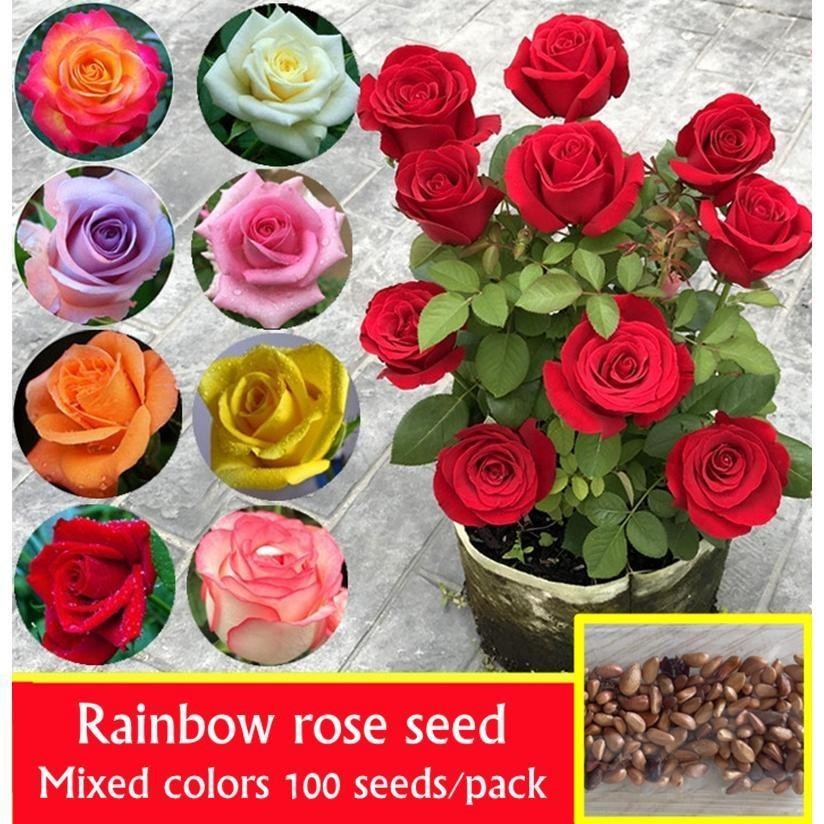 คละสี 100เมล็ด/ซอง เมล็ดพันธุ์ ดอกกุหลาบ Rainbow Rose Seeds Rose Flower Seeds for Planting Rose Plan