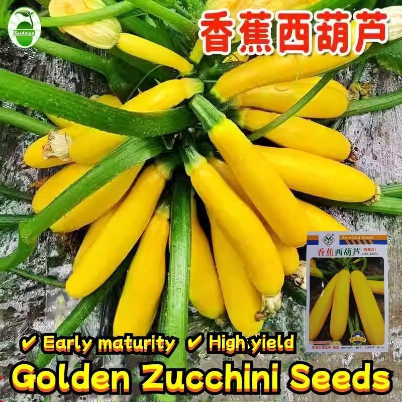 ปลูกง่าย 10เมล็ด/ซอง เมล็ดพันธุ์ น้ำเต้า High Yield Golden Zucchini Seeds Bottle Gourd Seeds Organic