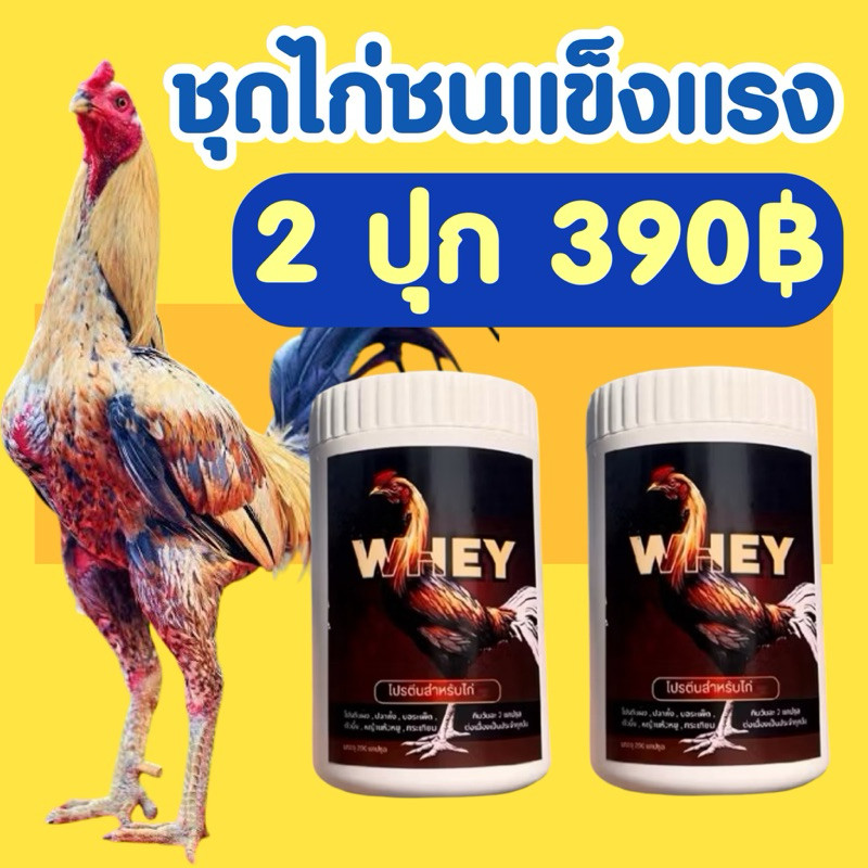 🐔ชุด“ไก่ชนแข็งแรง 390฿ ได้ 2 กระปุก 400เม็ด❗️ เซียนไก่เวย์ โปรตีนไก่ชน บินดีไม่มีตก วิ่งอึด เสริมกระดูก #เซียนไก่การันตี