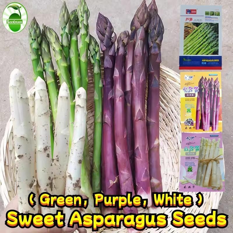 เมล็ดพันธุ์ หน่อไม้ฝรั่ง บรรจุ 10 เมล็ด Asparagus Seed (Green, White,Purple) Organic Vegetable Seeds