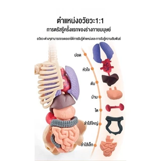 Human Body Model โมเดลร่างกายมนุษย์ 28ซม. ชิ้นส่วนสามารถถอดได้ ของเล่นเพื่อการศึกษา