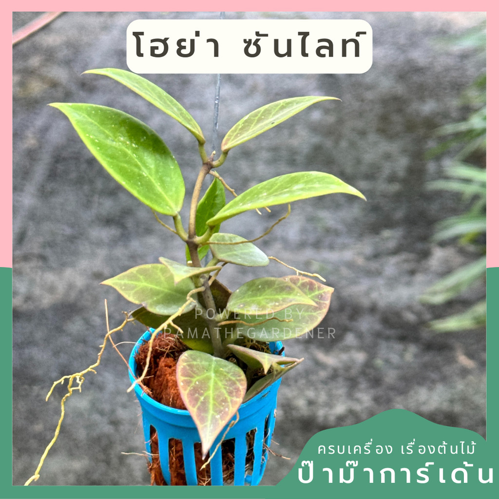 โฮย่าซันไลท์ Hoya Sunrise กระถางสี 1 นิ้ว พร้อมลวดแขวน