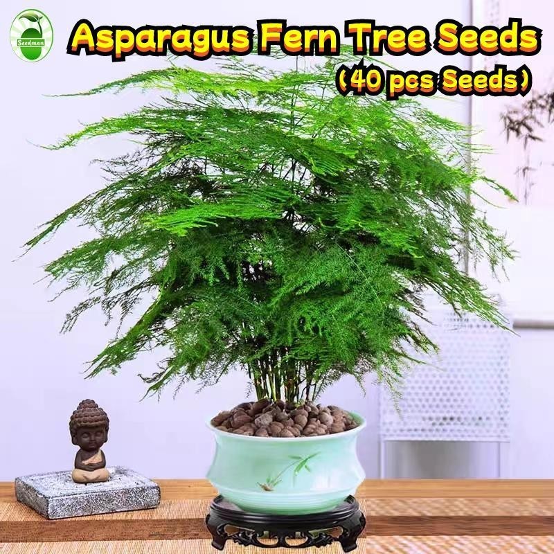 เมล็ดพันธุ์ หน่อไม้ฝรั่งเฟิร์นต้น (45 เมล็ด/ซอง) Asparagus Fern Tree Seeds Asparagus Fern Plants See