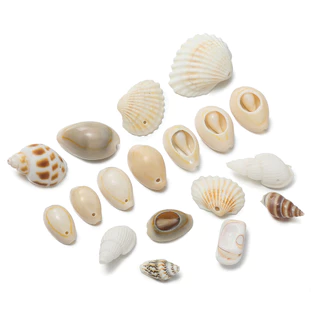 St. kunkka 10 ชิ้นจี้เปลือกหอยหลายสไตล์ Conch ลูกปัดสําหรับ DIY สร้อยข้อมือสร้อยคอทํา