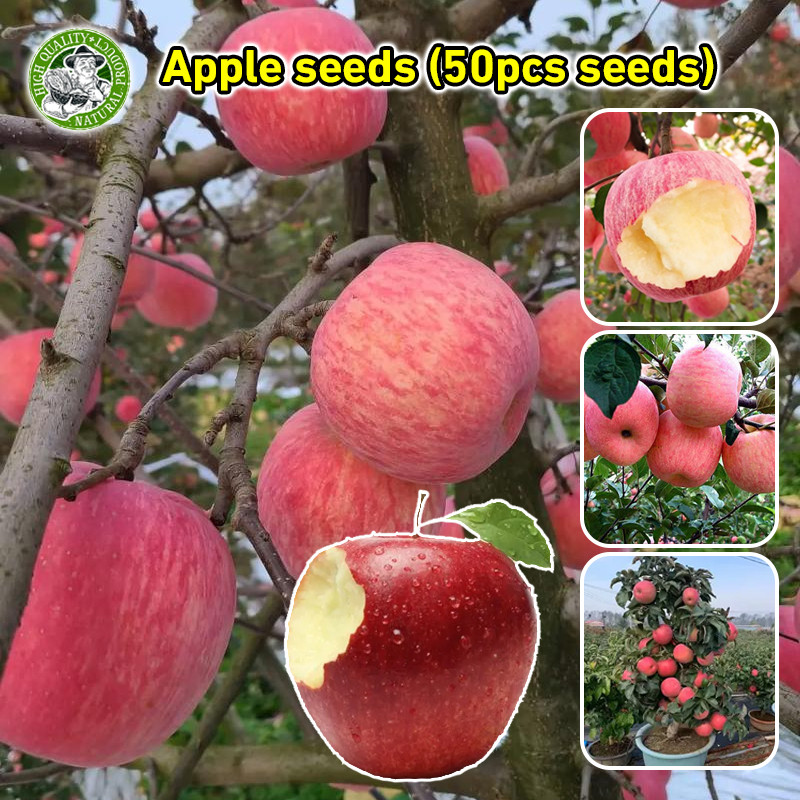 [งอกง่าย/COD] เมล็ดพันธุ์ แอปเปิล Bonsai Apple Seeds Fruit Plants บอนไซ ต้นไม้ เมล็ดผลไม้ พันธุ์ผลไม้ เมล็ดพันธุ์ผลไม้