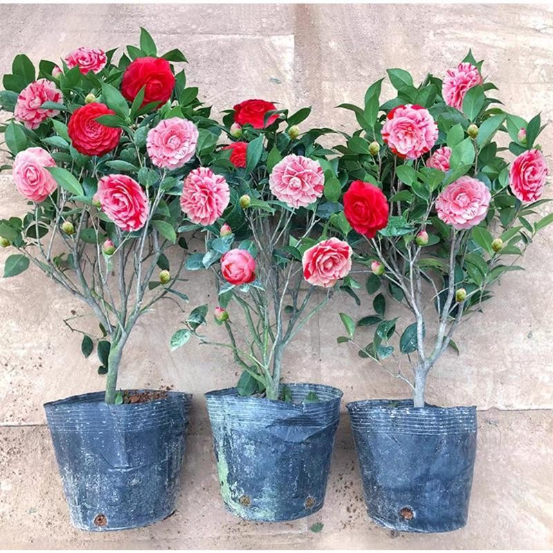 10 เมล็ด คามิเลีย เมล็ดพันธุ์ Bonsai Camellia Flower Seeds Camellia Plant Seeds ดอกไม้ เมล็ดพันธุ์ เมล็ดดอกไม้ ไม้ประดับ - รูปที่ 5