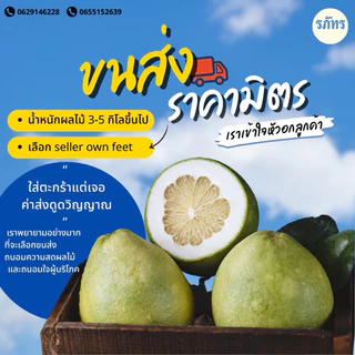 [set mini] ส้มโอ พันธุ์ขาวใหญ่ ส่งตรงจากสวนอัมพวา ไซส์ mini - น้ำหนัก 0.5-0.7 kg