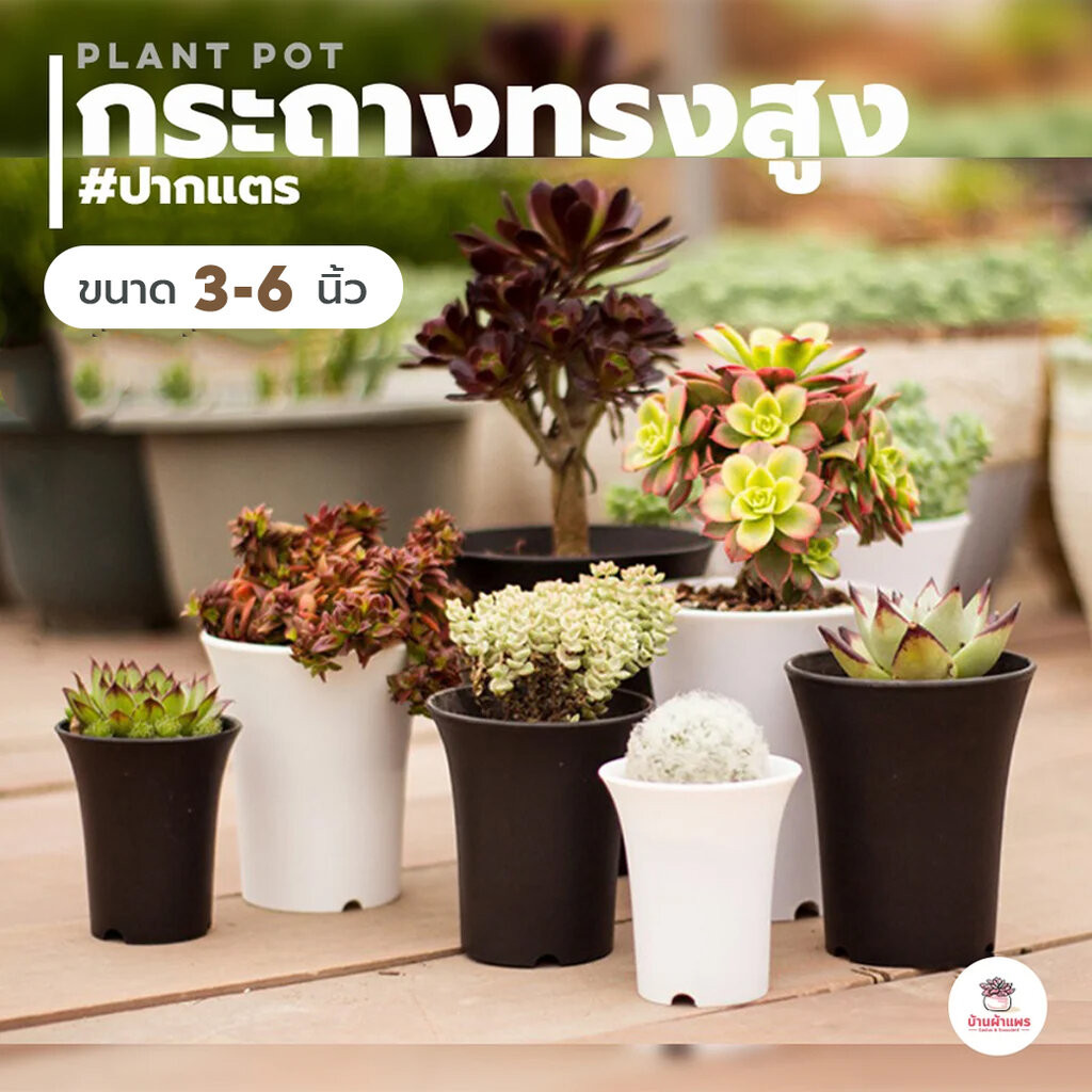 กระถางปากแตร 3 นิ้ว – 6 นิ้ว [ #W001 – #W006 ] กระถางพลาสติก แคคตัส กระบองเพชร ไม้อวบน้ำ Cactus&Succulent