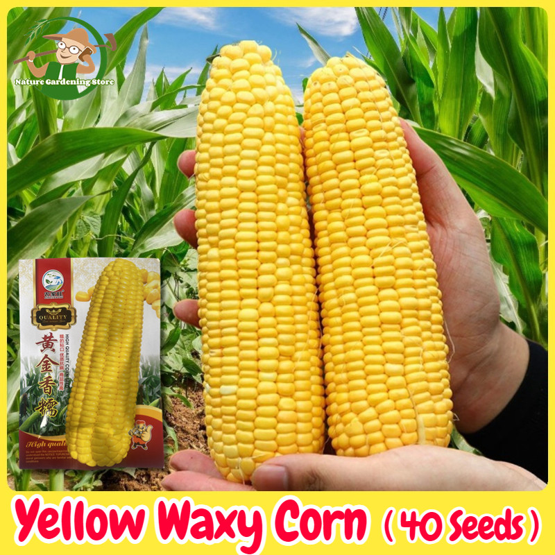 เมล็ดพันธุ์ ข้าวโพดหวาน สีเหลือง เมล็ดข้าวโพดข้าวเหนียว บรรจุ 40เมล็ด Yellow F1 Sweet Corn Seed Organic Vegetable Seeds