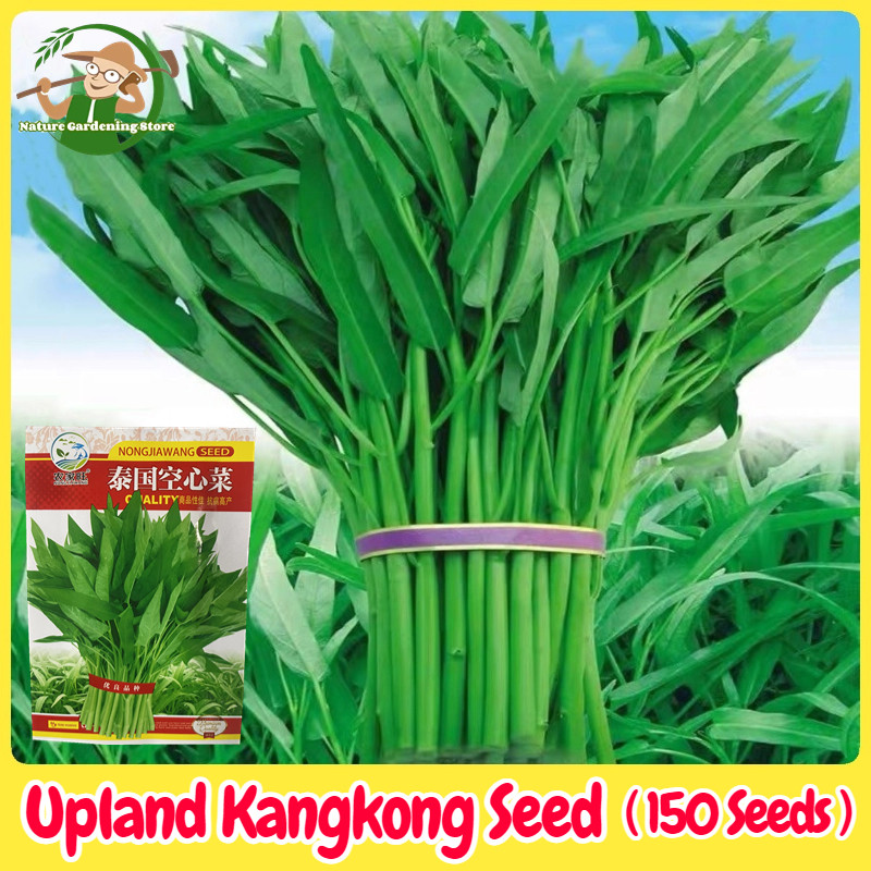 เมล็ดพันธุ์ ผักขมน้ำ (Kangkong Seed) บรรจุ 150เมล็ด - Willow Leaves Water Spinach Organic Vegetable Seeds for Planting