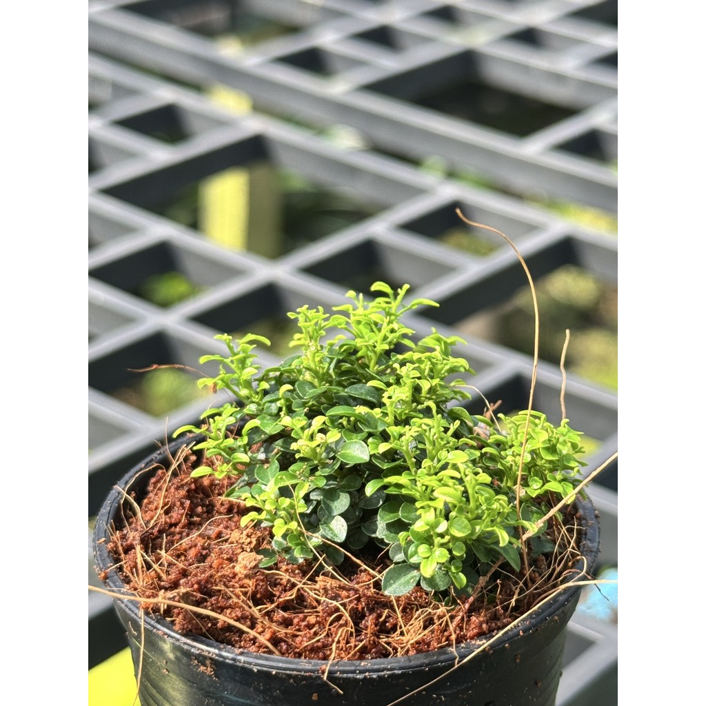 มุมมอง 3