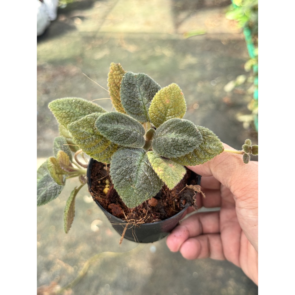 มุมมอง 5