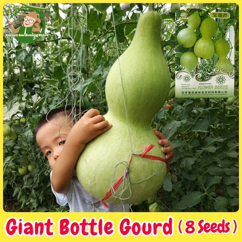 เมล็ดพันธุ์ น้ำเต้ายักษ์ น้ำเต้าเซียน เมล็ดน้ำเต้าเซียนใหญ่ F1 บรรจุ 8 เมล็ด Giant Bottle Gourd Seed Vegetable Seeds