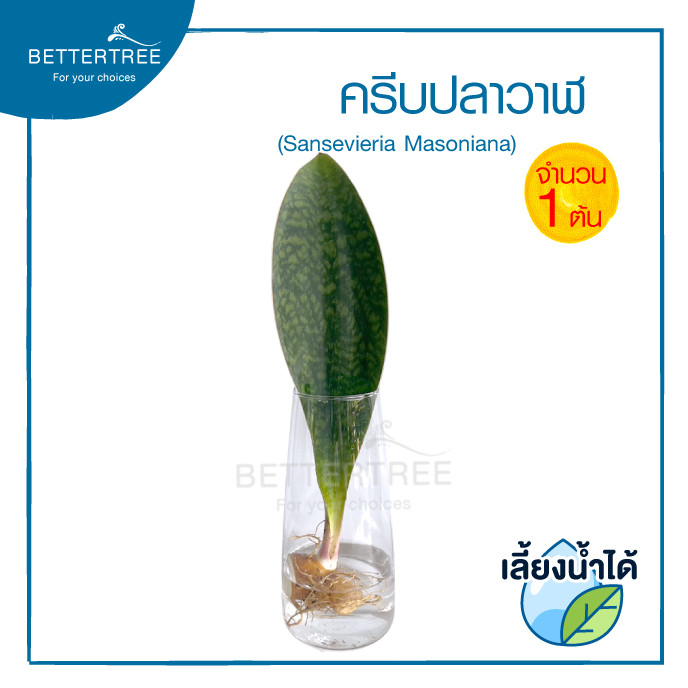 ครีบปลาวาฬเขียว(จำนวน 1 ต้น) เลี้ยงน้ำได้ ไม้ฟอกอากาศ Sansevieria masoniana