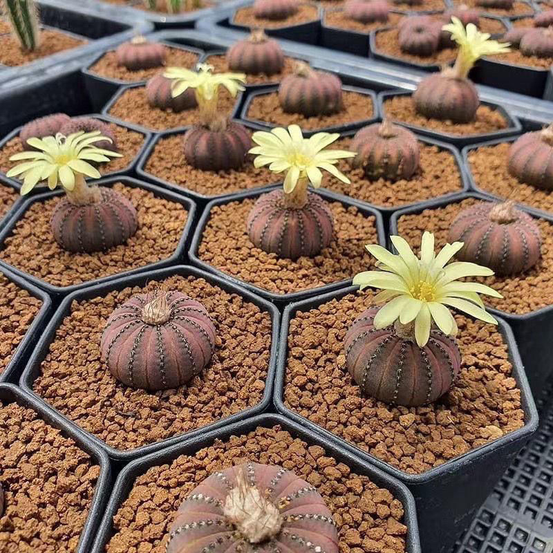 ชีวิตจริงกระบองเพชร Yan Ji Shi Tong สามเณร Easy-to-Raise Golden ตลก Succulents ป้องกันรังสี 4.23 q