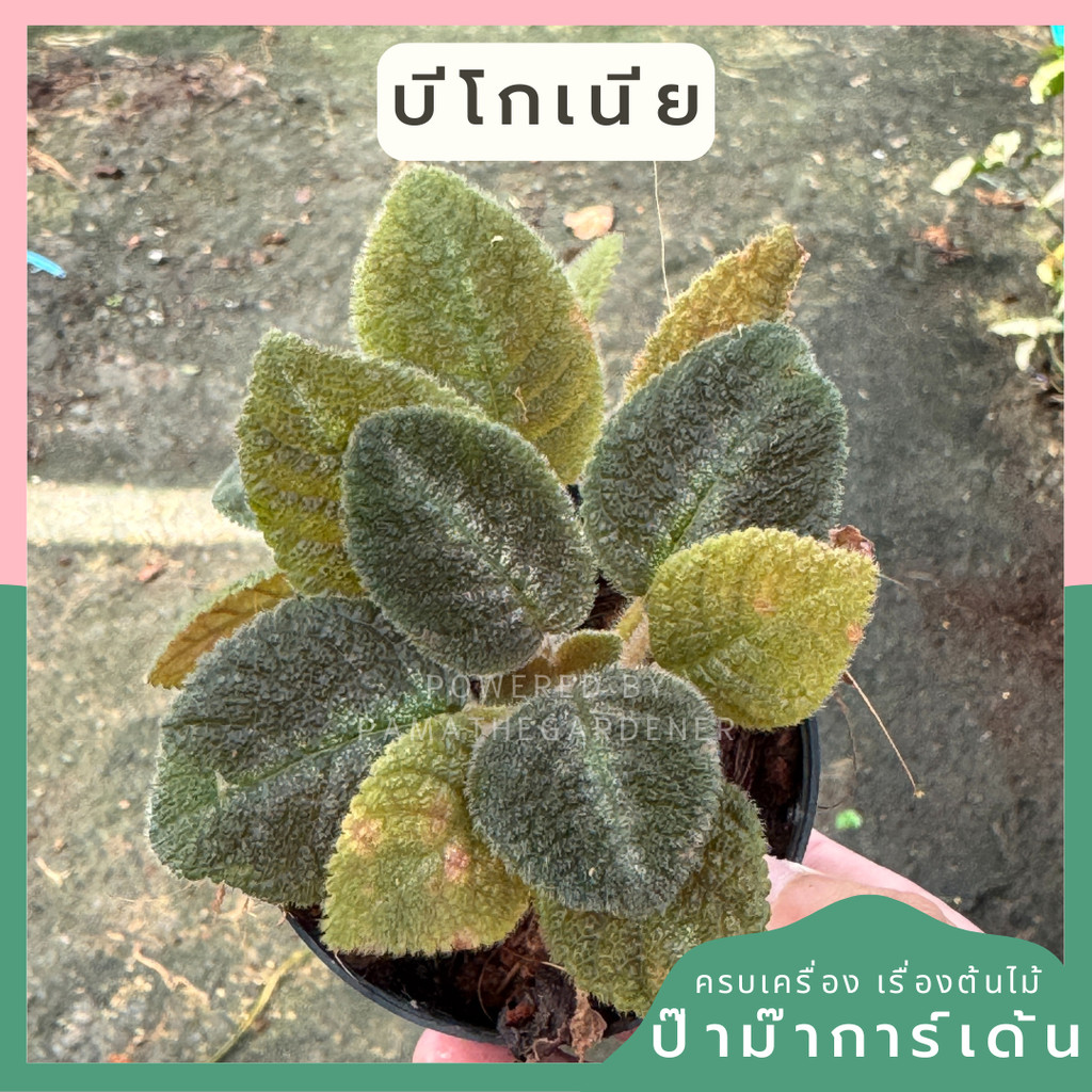 พรมญี่ปุ่น Episcia Star มีดอกสีชมพูอ่อน
