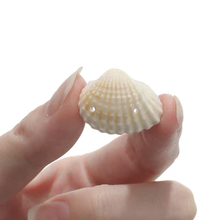 St. kunkka 10 ชิ้นจี้เปลือกหอยหลายสไตล์ Conch ลูกปัดสําหรับ DIY สร้อยข้อมือสร้อยคอทํา