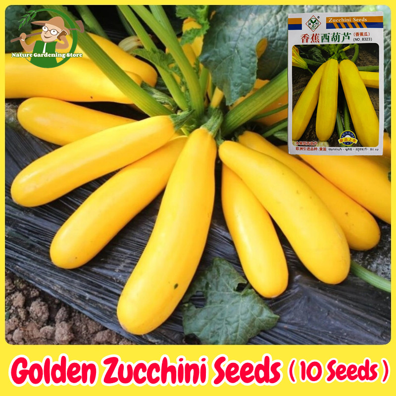 เมล็ดพันธุ์ ซูกินีสีทอง F1 ซูกินี เหลือง บรรจุ 20เมล็ด Yellow Zucchini Seeds Bottle Gourd Seeds Orga