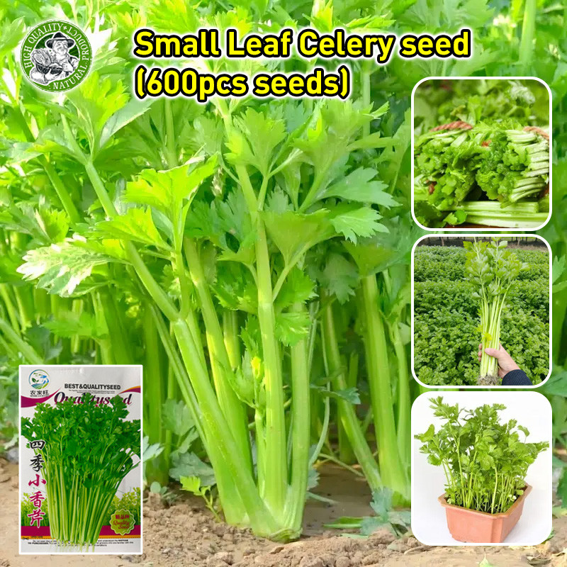 🌱เมล็ดพันธุ์ ขึ้นฉ่าย Chinese Celery Seeds Vegetable Seeds เมล็ดคื่นฉ่าย ผักออร์แกนิก เมล็ดพันธุ์ผัก ผักสวนครัว บอนไซ