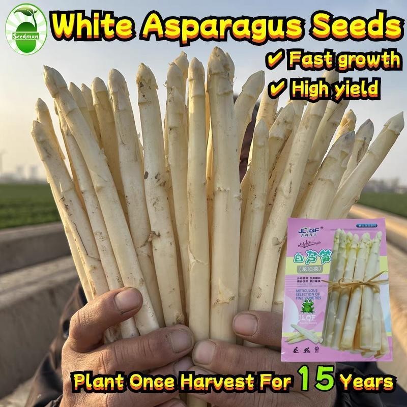 ปลูกง่าย Sweet White Asparagus Seed หน่อไม้ฝรั่งขาว เมล็ดพันธุ์ 10เมล็ด/ซอง อัตรางอกสูง Heirloom Asp