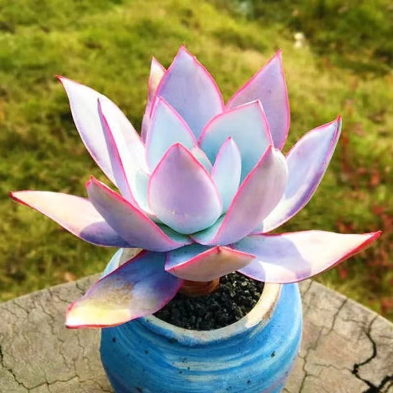 Succulents Guanghan Palace Succulent White Series Super น่ารัก Succulents Easy-to-Explode หม้อสํานักงานกระถางต้นไม้สร้างสรรค์ดอกไม้พืชสีเขียว 4.6