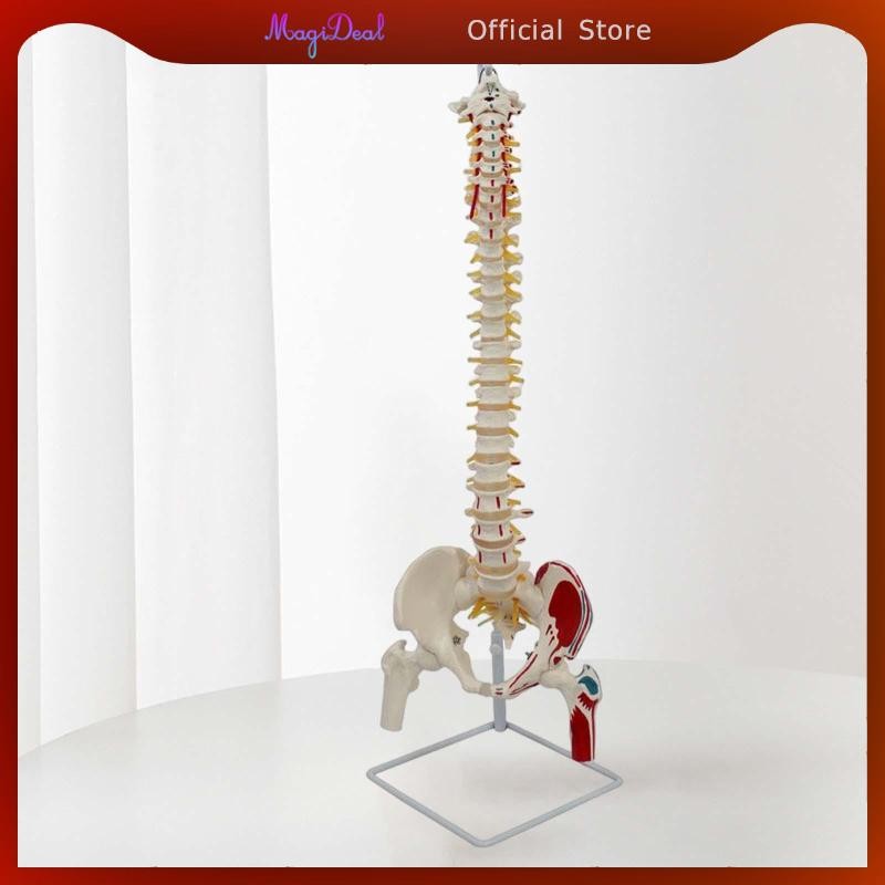 Magideal โมเดลกระดูกสันหลังทางวิทยาศาสตร์พร้อมเส้นประสาท Pelvis Vrtebrae รุ่นสายกระดูกสันหลังแบบยืดหยุ่น