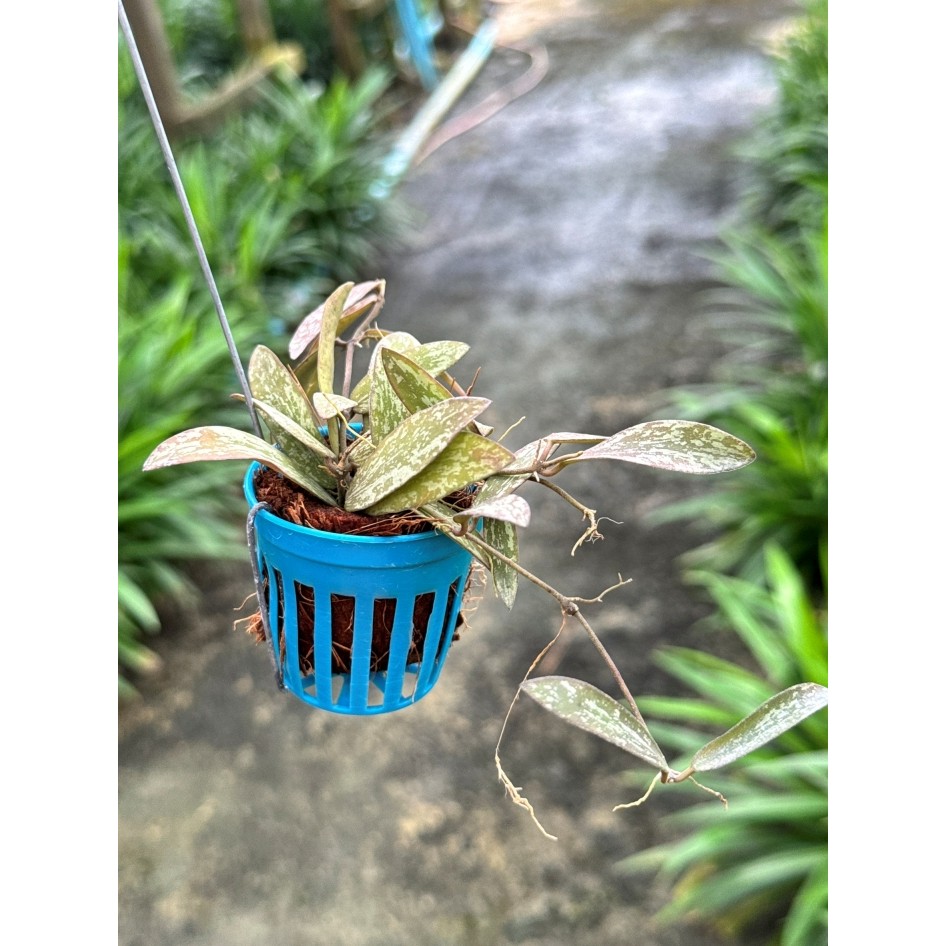 มุมมอง 3