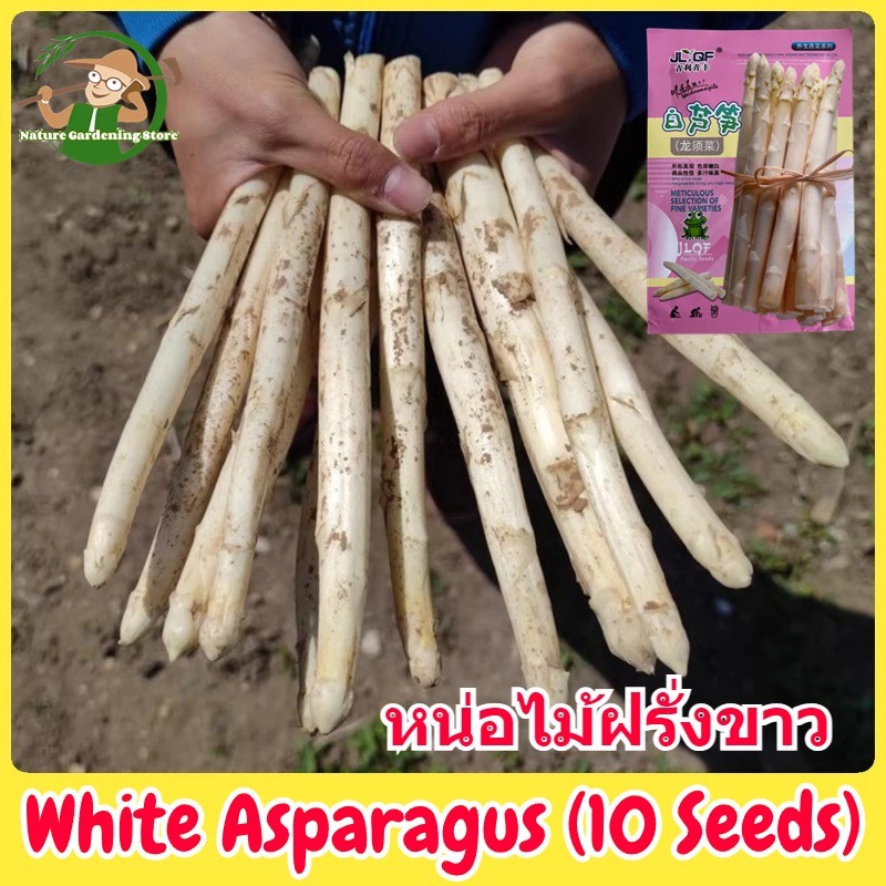เมล็ดพันธุ์ หน่อไม้ฝรั่งขาว บรรจุ 10 เมล็ด White Asparagus Seed Organic Vegetable Seeds for Planting