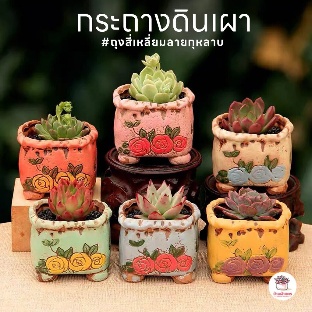 กระถางดินเผา #ถุงสี่เหลี่ยมลายกุหลาบ กระถางต้นไม้ ไม้อวบน้ำ กุหลาบหิน cactus&succulentหลากหลายสายพันธุ์