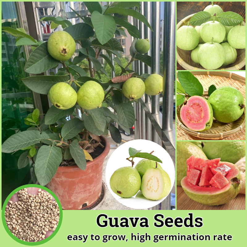 เมล็ดพันธุ์ ฝรั่ง เมล็ดฝรั่ง บรรจุ 100 เมล็ด (Guava Seeds for Planting) Bonsai Guava Tree Fruit Seed