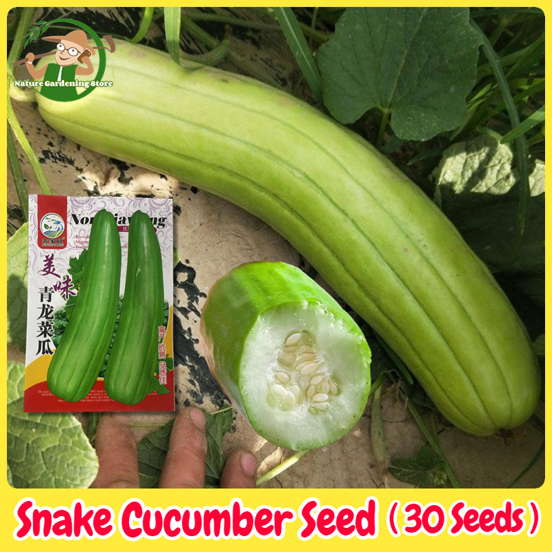เมล็ดพันธุ์ แตงกวางู เมล็ดแตงงู บรรจุ 30 เมล็ด Snake Melon Cucumber Seeds F1 Sweet Crispy Green Melo