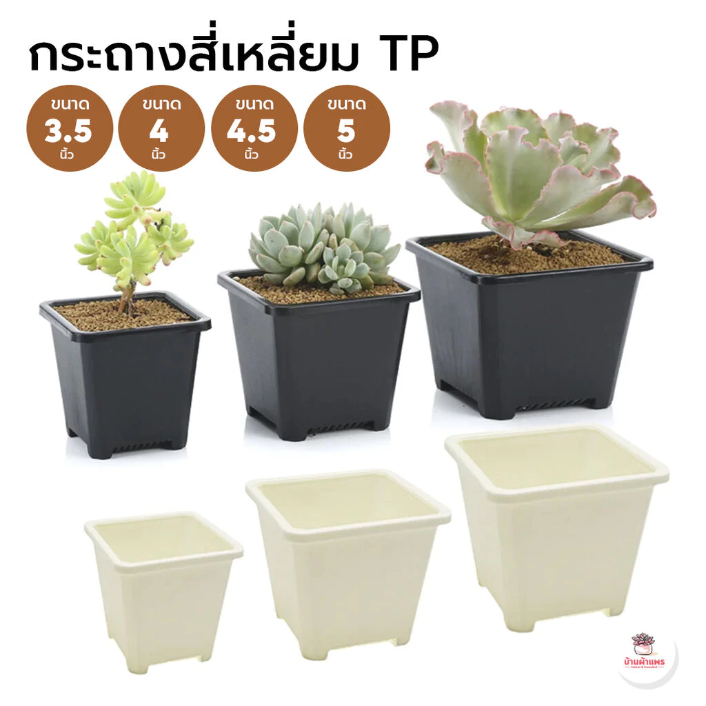 กระถางสี่เหลี่ยม TP กระถางพลาสติก แคคตัส กระบองเพชร ไม้อวบน้ำ Cactus&Succulent