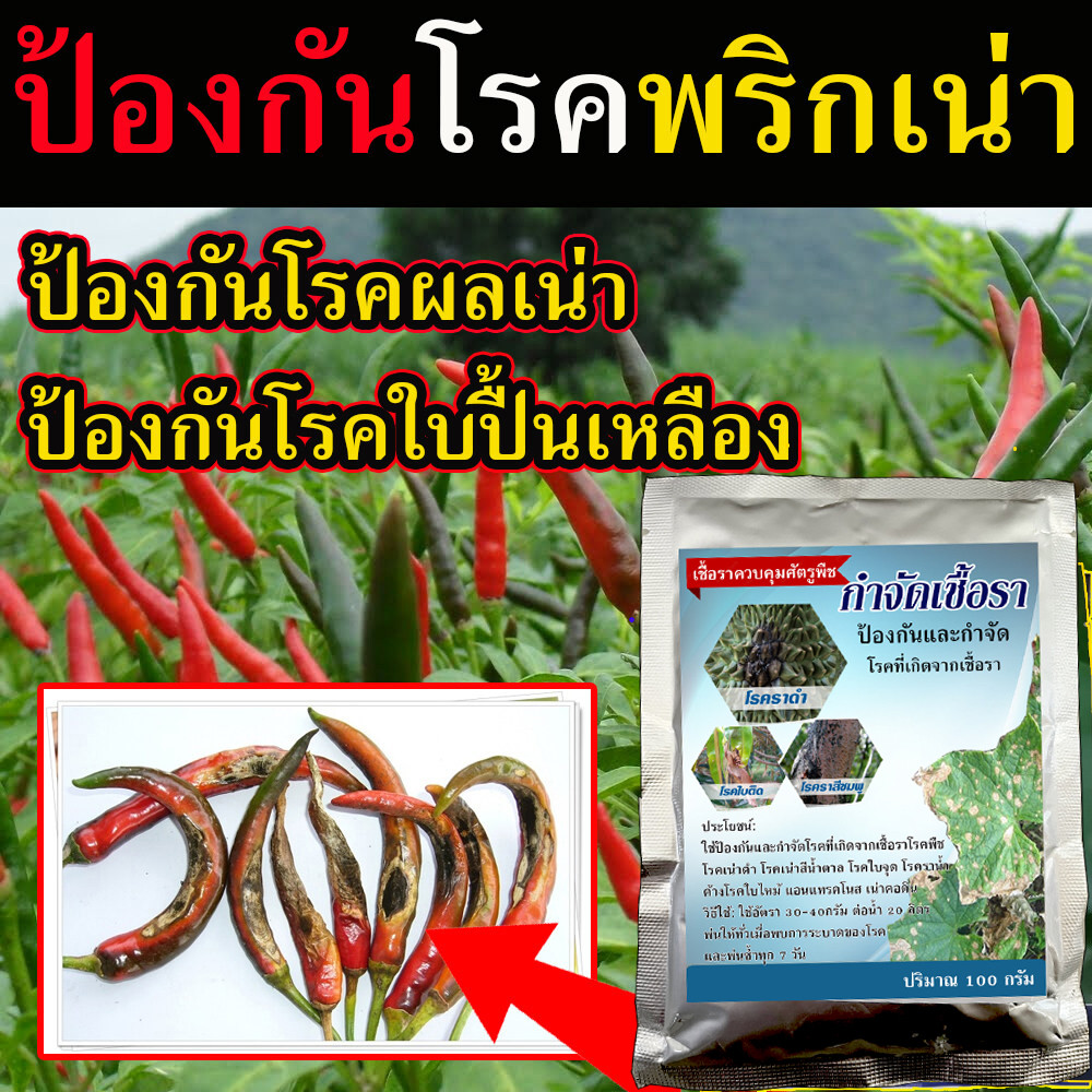 ยาป้องกันโรคพืช ใช้ควบคุมโรคเน่า โรคราน้ำค้าง โรคกุ้งแห้ง ยาแก้พริกใบหงิก ยาฉีดพริกเน่ายาเชื้อราพริก ยาเชื้อราในพริก